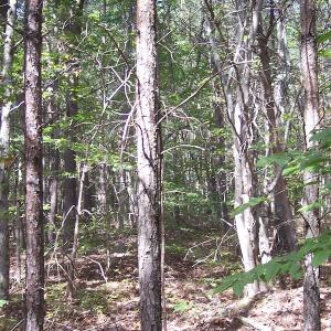 Photo of UNDER CONTRACT!  15 Acres of Hunting and Residential Land For Sale in Prince Edward County VA!