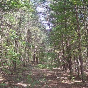 Photo of UNDER CONTRACT!  15 Acres of Hunting and Residential Land For Sale in Prince Edward County VA!