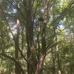 Photo of UNDER CONTRACT!  15.25 Acres of Residential Hunting and Timber Land For Sale in Bladen County NC!