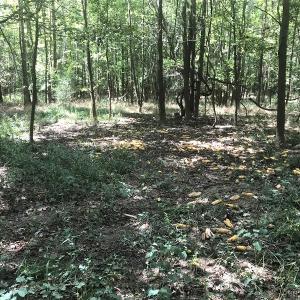 Photo of UNDER CONTRACT!  15.25 Acres of Residential Hunting and Timber Land For Sale in Bladen County NC!