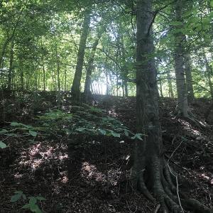 Photo of UNDER CONTRACT!  15.25 Acres of Residential Hunting and Timber Land For Sale in Bladen County NC!