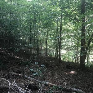 Photo of UNDER CONTRACT!  15.25 Acres of Residential Hunting and Timber Land For Sale in Bladen County NC!