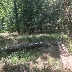 Photo of UNDER CONTRACT!  15.25 Acres of Residential Hunting and Timber Land For Sale in Bladen County NC!