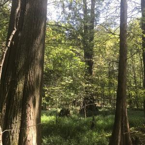 Photo of UNDER CONTRACT!  15.25 Acres of Residential Hunting and Timber Land For Sale in Bladen County NC!