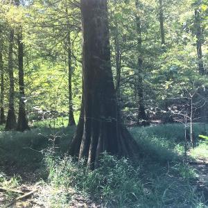 Photo of UNDER CONTRACT!  15.25 Acres of Residential Hunting and Timber Land For Sale in Bladen County NC!