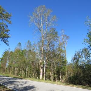 Photo of UNDER CONTRACT!  23 Acres of Hunting Land For Sale in Brunswick County NC!