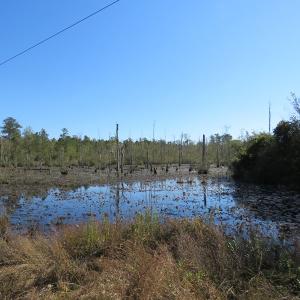 Photo of UNDER CONTRACT!  23 Acres of Hunting Land For Sale in Brunswick County NC!
