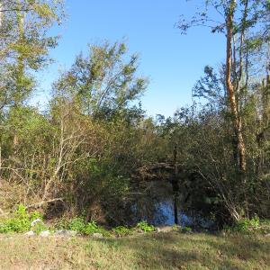 Photo of UNDER CONTRACT!  23 Acres of Hunting Land For Sale in Brunswick County NC!