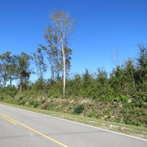 Photo of UNDER CONTRACT!  23 Acres of Hunting Land For Sale in Brunswick County NC!