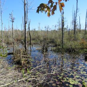 Photo of UNDER CONTRACT!  23 Acres of Hunting Land For Sale in Brunswick County NC!
