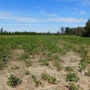 Photo of SOLD!!  0.70 Acre Residential Lot For Sale in Greene County NC!