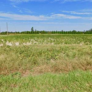 Photo of SOLD!!  0.71 Acre Residential Lot For Sale in Greene County NC!