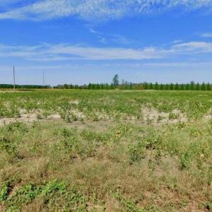 Photo of SOLD!!  0.71 Acre Residential Lot For Sale in Greene County NC!
