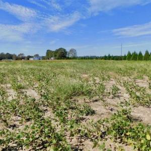 Photo of SOLD!!  0.71 Acre Residential Lot For Sale in Greene County NC!