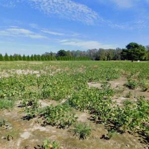 Photo of SOLD!!  0.71 Acre Residential Lot For Sale in Greene County NC!