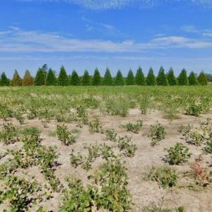 Photo of SOLD!!  0.97 Acre Residential Lot For Sale in Greene County NC!