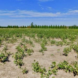 Photo of SOLD!!  0.97 Acre Residential Lot For Sale in Greene County NC!