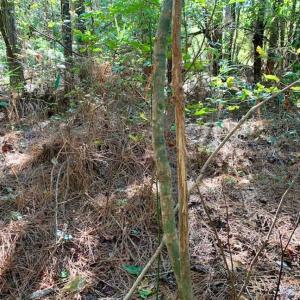 Photo of SOLD!  35.76 Acres of Hunting and Timber Land For Sale in Wilson County NC!