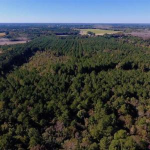 Photo of SOLD!  35.76 Acres of Hunting and Timber Land For Sale in Wilson County NC!