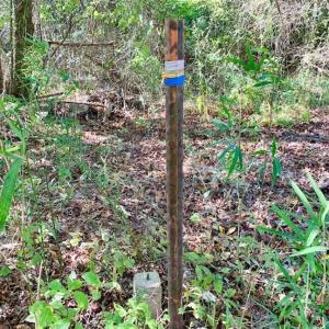 Photo of SOLD!  35.76 Acres of Hunting and Timber Land For Sale in Wilson County NC!