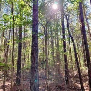 Photo of SOLD!  35.76 Acres of Hunting and Timber Land For Sale in Wilson County NC!