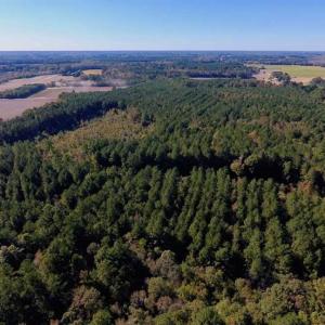 Photo of SOLD!  35.76 Acres of Hunting and Timber Land For Sale in Wilson County NC!