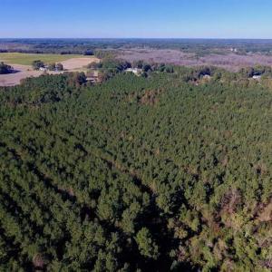 Photo of SOLD!  35.76 Acres of Hunting and Timber Land For Sale in Wilson County NC!