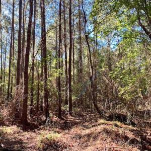 Photo of SOLD!  35.76 Acres of Hunting and Timber Land For Sale in Wilson County NC!