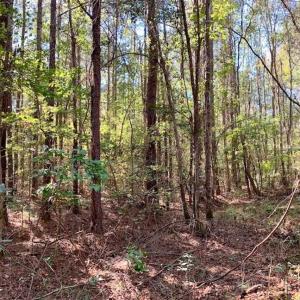 Photo of SOLD!  35.76 Acres of Hunting and Timber Land For Sale in Wilson County NC!