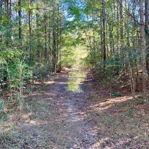 Photo of SOLD!  35.76 Acres of Hunting and Timber Land For Sale in Wilson County NC!