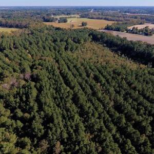 Photo of SOLD!  35.76 Acres of Hunting and Timber Land For Sale in Wilson County NC!