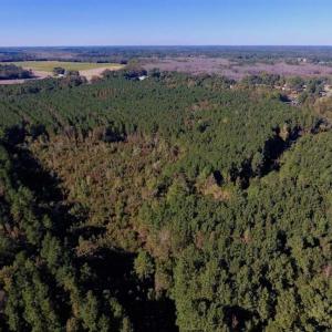 Photo of SOLD!  35.76 Acres of Hunting and Timber Land For Sale in Wilson County NC!