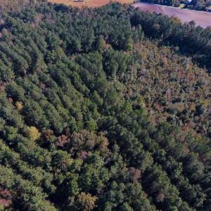 Photo of SOLD!  35.76 Acres of Hunting and Timber Land For Sale in Wilson County NC!
