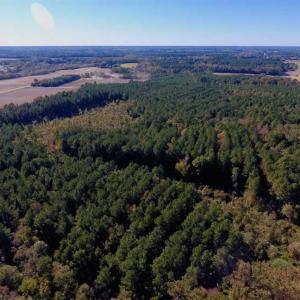 Photo of SOLD!  35.76 Acres of Hunting and Timber Land For Sale in Wilson County NC!
