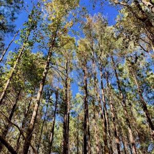 Photo of SOLD!  35.76 Acres of Hunting and Timber Land For Sale in Wilson County NC!