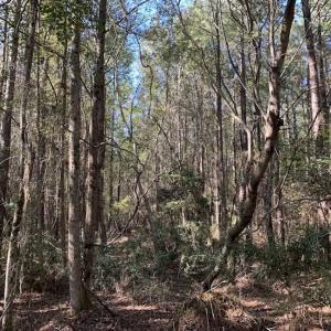 Photo of SOLD!  35.76 Acres of Hunting and Timber Land For Sale in Wilson County NC!