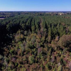 Photo of SOLD!  35.76 Acres of Hunting and Timber Land For Sale in Wilson County NC!