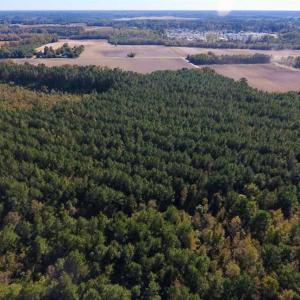 Photo of SOLD!  35.76 Acres of Hunting and Timber Land For Sale in Wilson County NC!