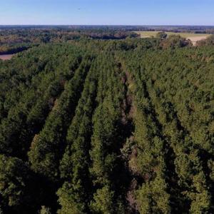 Photo of SOLD!  35.76 Acres of Hunting and Timber Land For Sale in Wilson County NC!