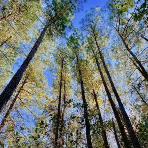 Photo of SOLD!  35.76 Acres of Hunting and Timber Land For Sale in Wilson County NC!