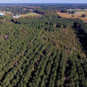 Photo of SOLD!  35.76 Acres of Hunting and Timber Land For Sale in Wilson County NC!