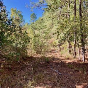 Photo of SOLD!  35.76 Acres of Hunting and Timber Land For Sale in Wilson County NC!