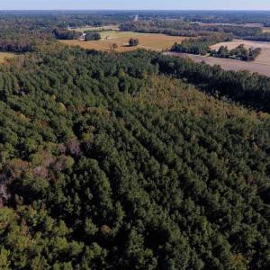 Photo of SOLD!  35.76 Acres of Hunting and Timber Land For Sale in Wilson County NC!