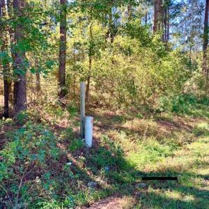 Photo of SOLD!  35.76 Acres of Hunting and Timber Land For Sale in Wilson County NC!