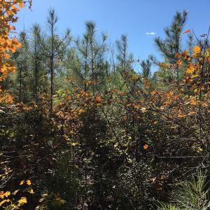 Photo of UNDER CONTRACT!  28 Acres of Residential Hunting Land For Sale in Lunenburg County VA!