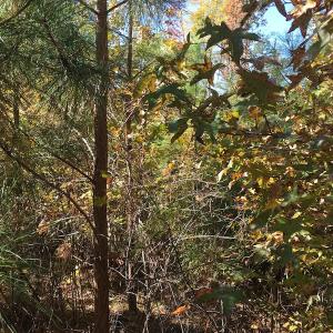 Photo of UNDER CONTRACT!  28 Acres of Residential Hunting Land For Sale in Lunenburg County VA!