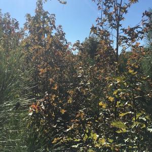 Photo of UNDER CONTRACT!  28 Acres of Residential Hunting Land For Sale in Lunenburg County VA!