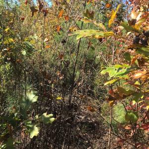 Photo of UNDER CONTRACT!  28 Acres of Residential Hunting Land For Sale in Lunenburg County VA!