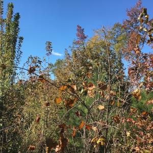 Photo of UNDER CONTRACT!  28 Acres of Residential Hunting Land For Sale in Lunenburg County VA!