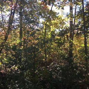 Photo of UNDER CONTRACT!  28 Acres of Residential Hunting Land For Sale in Lunenburg County VA!
